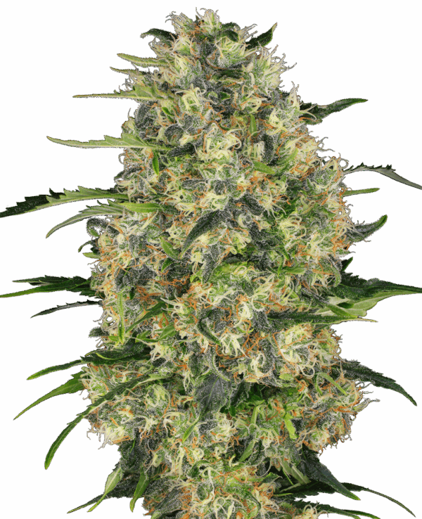 Sensi Seeds Cannabis Seeds Black Domina® Regular