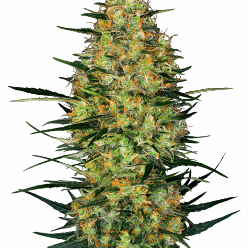 Sensi Seeds Cannabis Seeds Caramellow Kush Automatic Feminized