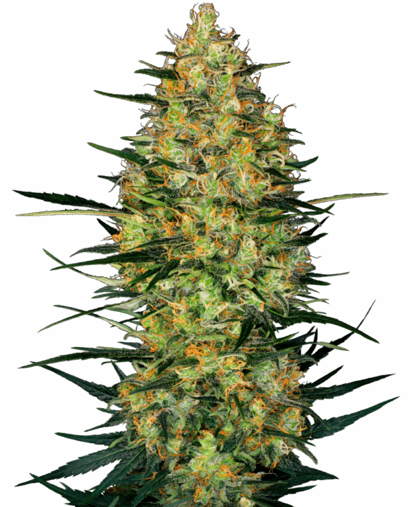 Sensi Seeds Cannabis Seeds Caramellow Kush Automatic Feminized