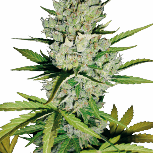 Sensi Seeds Cannabis Seeds Super Skunk Automatic Feminized by White Label
