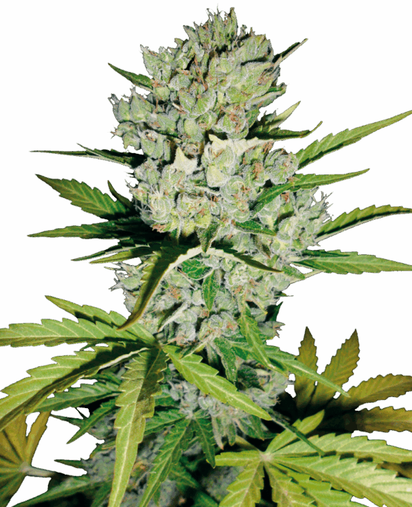 Sensi Seeds Cannabis Seeds Super Skunk Automatic Feminized by White Label