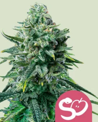Royal Queen Seeds Cannabis Seeds Tiltott Gyümölcs Nőiesített 10 db
