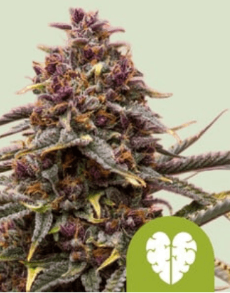 Royal Queen Seeds Cannabis Seeds Pink Mist Auto 10 db