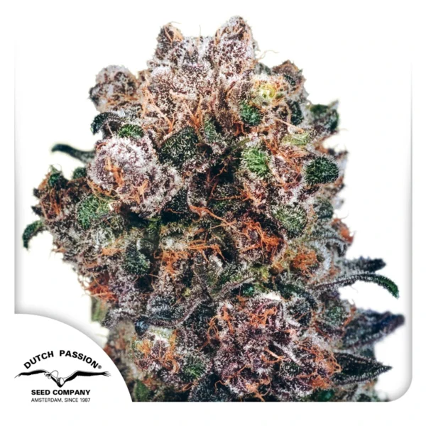 Dutch Passion Cannabis Seeds Blueberry® Feminized 100 db