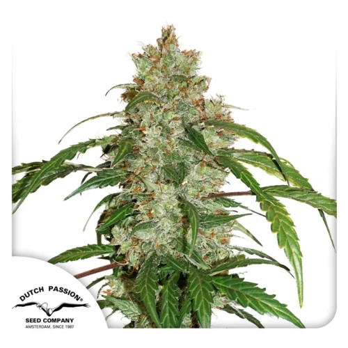 Dutch Passion Cannabis Seeds CBD Auto White Widow Autoflowering 100 db