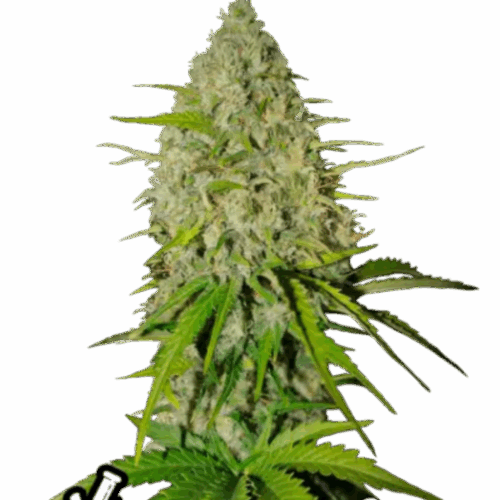 Fast Buds Cannabis Seeds Grapefruit Auto 100 db