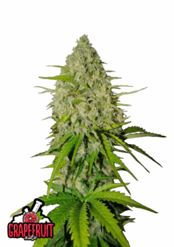 Fast Buds Cannabis Seeds Grapefruit Auto 100 db