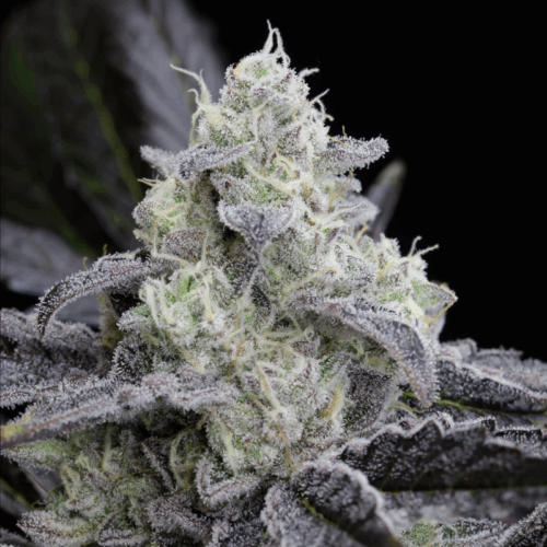 Silent Seeds Egzotikus Cannabis Seeds LA Vanilla Cake Nőiesített 10 db