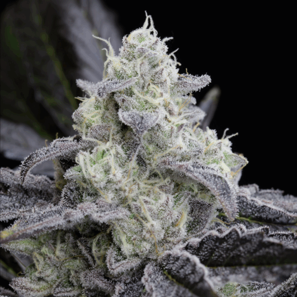 Silent Seeds Egzotikus Cannabis Seeds LA Vanilla Cake Nőiesített 10 db