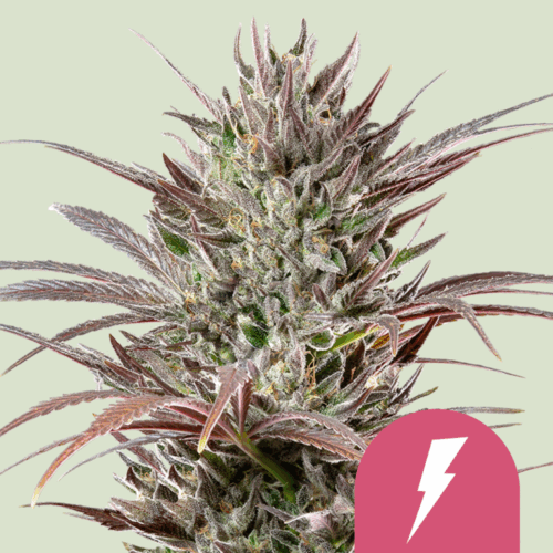 Royal Queen Seeds Cannabis Seeds North Thunderfuck Feminized 25 db