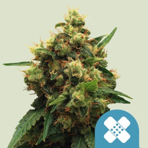 Royal Queen Seeds Cannabis Seeds Painkiller XL Feminized (High CBD) 25 db