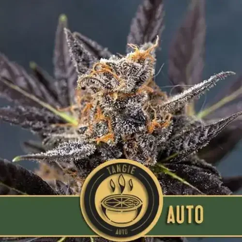 Blimburn Seeds Cannabis Seeds Tangie Auto 3 pár