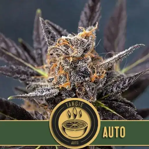 Blimburn Seeds Cannabis Seeds Tangie Auto 3 pár
