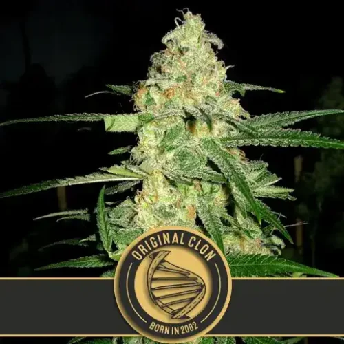Blimburn Seeds Cannabis Seeds Original Clon Feminized 3 pár