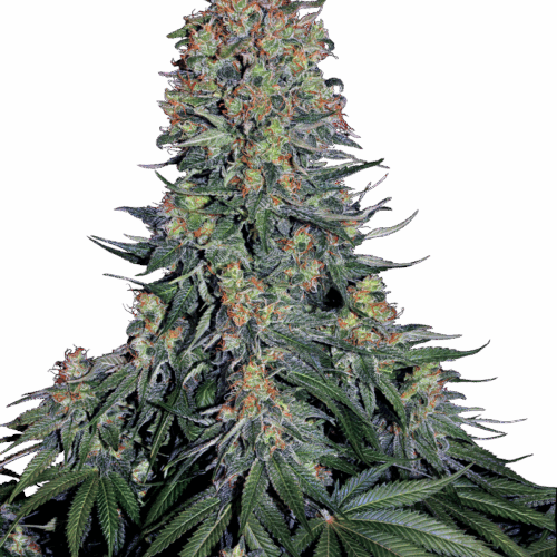 Sensi Seeds Cannabis Seeds Blue Skunk® Feminized