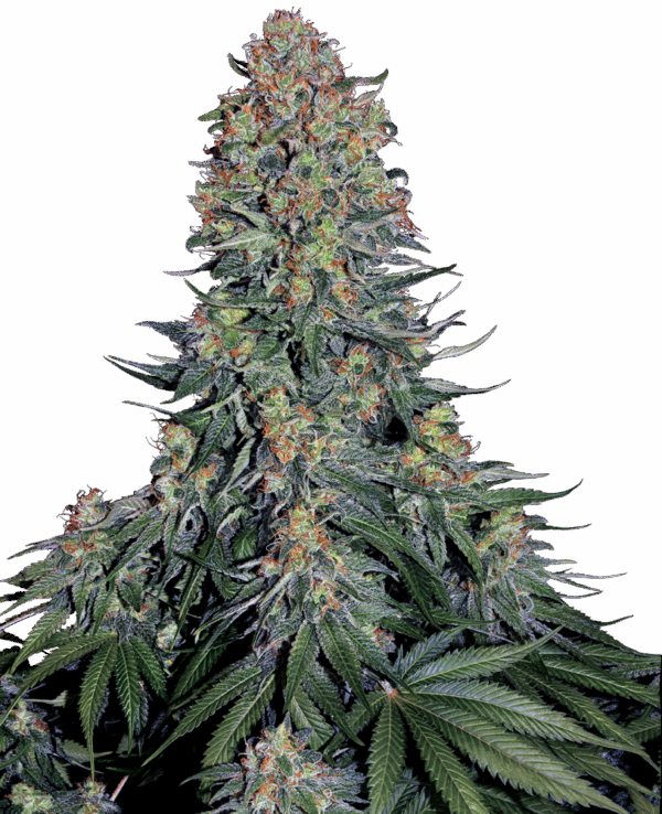 Sensi Seeds Cannabis Seeds Blue Skunk® Feminized