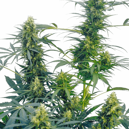 Sensi Seeds Cannabis Seeds Guerrilla's Gusto® Regular