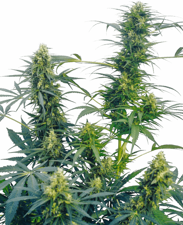 Sensi Seeds Cannabis Seeds Guerrilla's Gusto® Regular