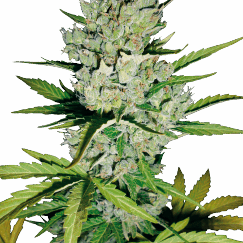Sensi Seeds Cannabis Seeds Skunk #1 Automatic Feminized by White Label