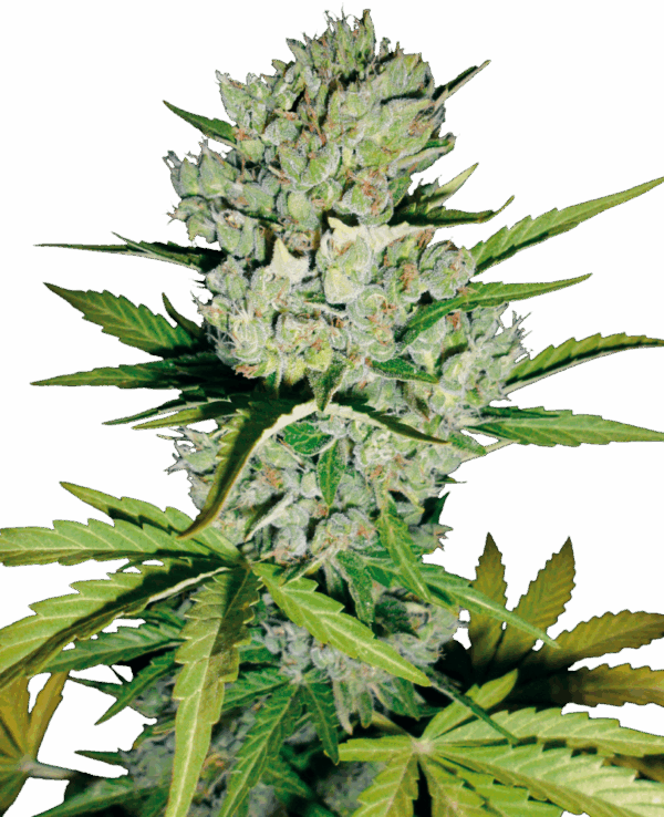 Sensi Seeds Cannabis Seeds Skunk #1 Automatic Feminized by White Label