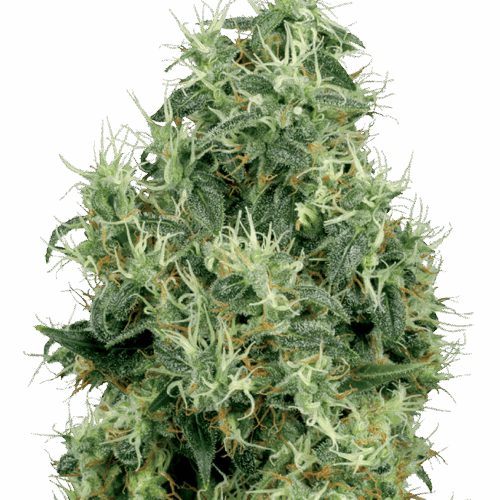 Sensi Seeds Cannabis Seeds White Gold White Label nőiesített