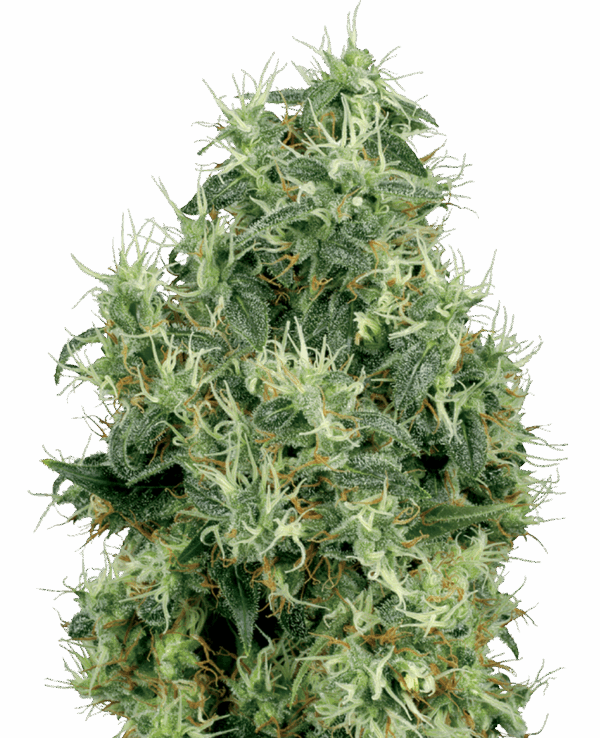 Sensi Seeds Cannabis Seeds White Gold White Label nőiesített