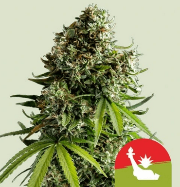 Royal Queen Seeds Cannabis Seeds NYC Sour D Auto 10 db