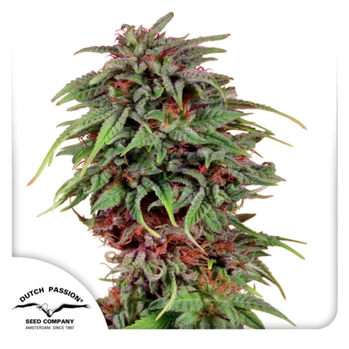 Dutch Passion Cannabis Seeds Durban Poison® Feminized 100 db