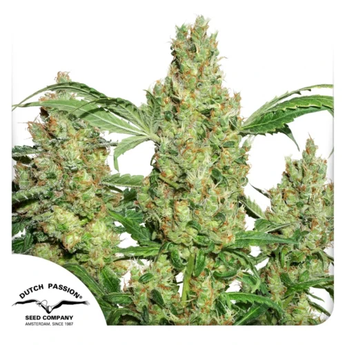 Dutch Passion Cannabis Seeds Power Plant® Feminized 100 db