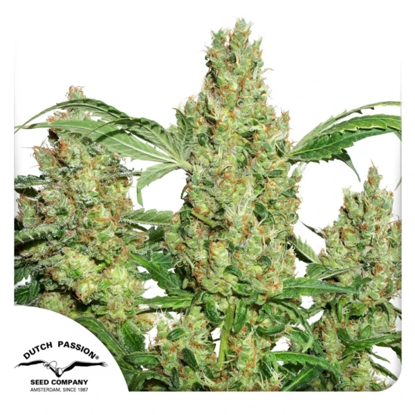 Dutch Passion Cannabis Seeds Power Plant® Feminized 100 db