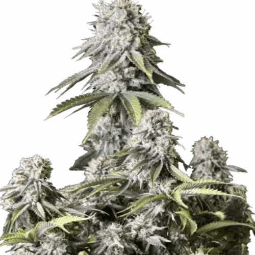 Fast Buds Cannabis Seeds Orange Sherbet FF 100 db