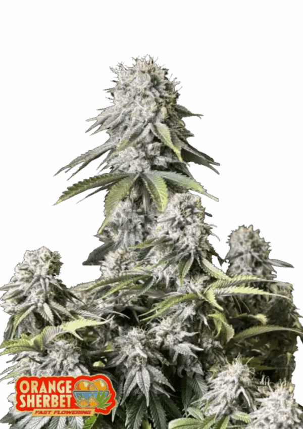 Fast Buds Cannabis Seeds Orange Sherbet FF 100 db