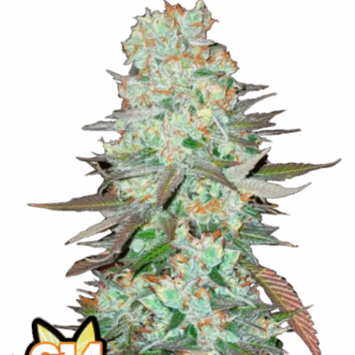 Fast Buds Cannabis Seeds G14 Auto 100 db