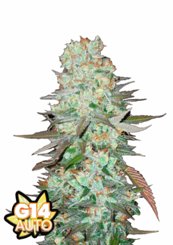 Fast Buds Cannabis Seeds G14 Auto 100 db