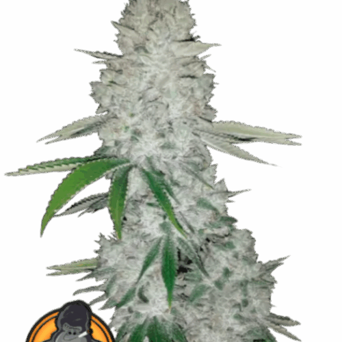 Fast Buds Cannabis Seeds Gorilla Glue Auto 100 db