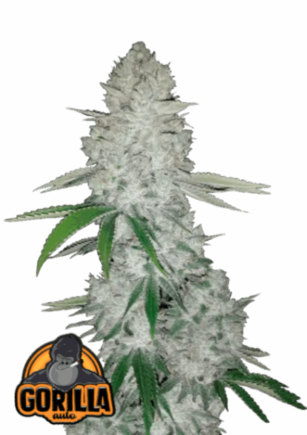 Fast Buds Cannabis Seeds Gorilla Glue Auto 100 db