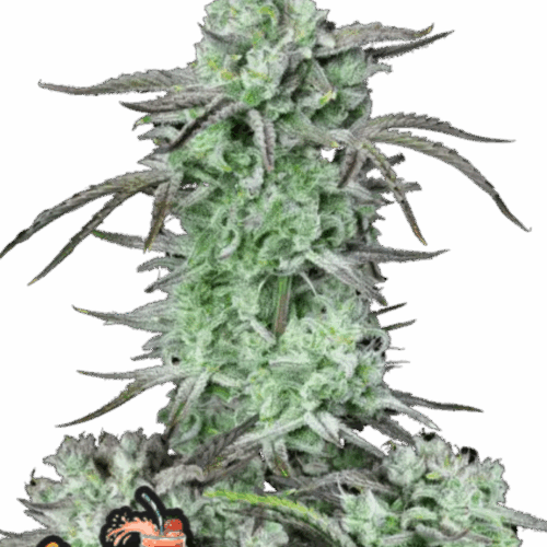 Fast Buds Cannabis Seeds Strawberry Banana Auto 100 db
