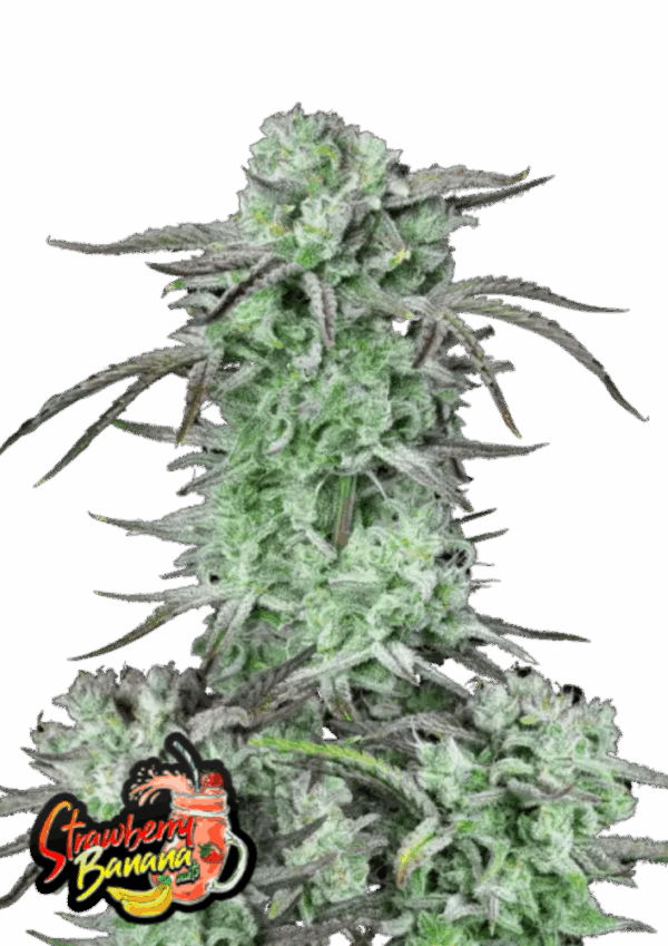 Fast Buds Cannabis Seeds Strawberry Banana Auto 100 db