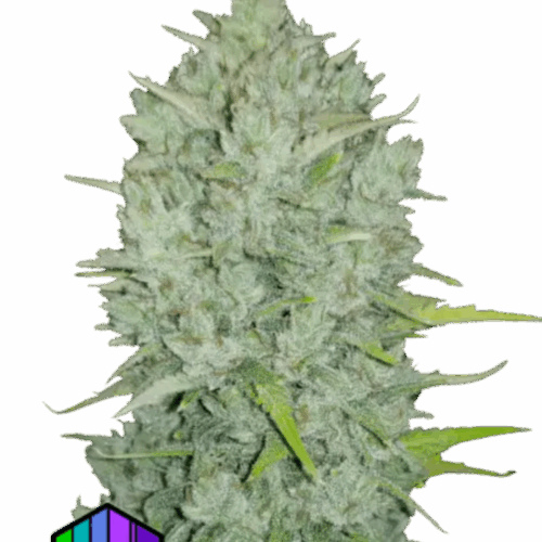 Fast Buds Cannabis Seeds Northern Lights Auto 100 db