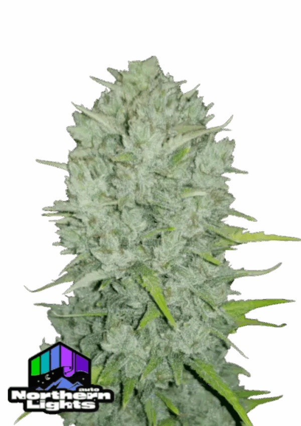 Fast Buds Cannabis Seeds Northern Lights Auto 100 db