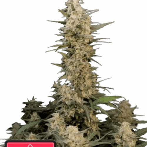 Fast Buds Cannabis Seeds Critical Auto 100 db
