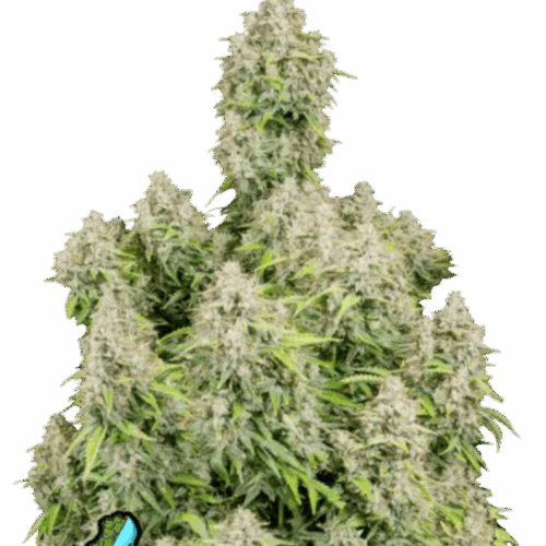 Fast Buds Cannabis Seeds Cinderella Auto 100 db