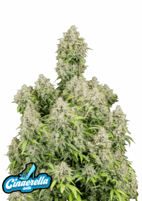 Fast Buds Cannabis Seeds Cinderella Auto 100 db