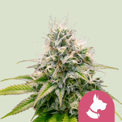Royal Queen Seeds Cannabis Seeds Kali Dog Feminized 25 db