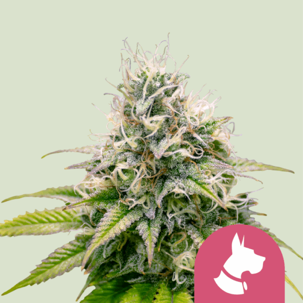 Royal Queen Seeds Cannabis Seeds Kali Dog Feminized 25 db