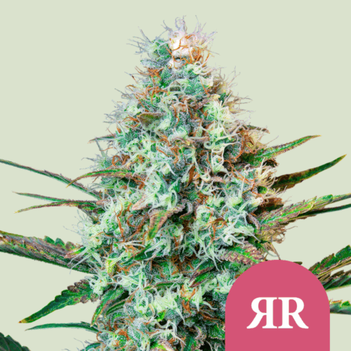 Royal Queen Seeds Cannabis Seeds Royal Runtz Feminized 25 db