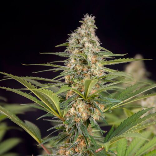 Doctor´s Choice Seeds Cali Crasher Photo Nőiesített 10 db