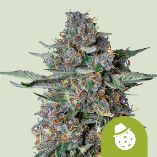 Royal Queen Seeds Cannabis Seeds Do-si-dos Auto 25 db