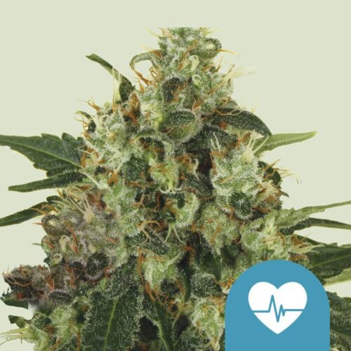 Royal Queen Seeds Cannabis Seeds Medical Mass Feminized (High CBD) 25 db
