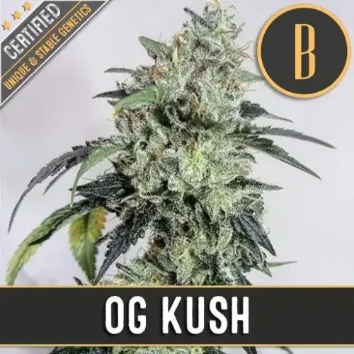 Blimburn Seeds Cannabis Seeds OG Kush Feminized 3 pár